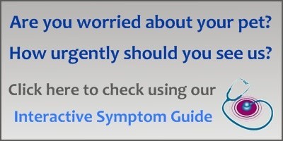 Click here to try our interactive pet symptom guide