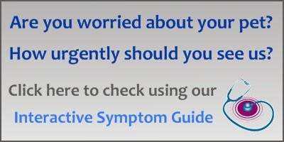 Click here to try our interactive pet symptom guide